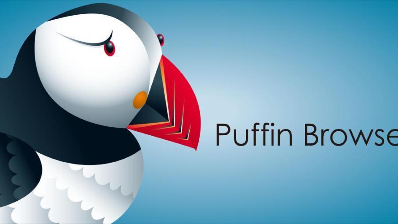 Puffin